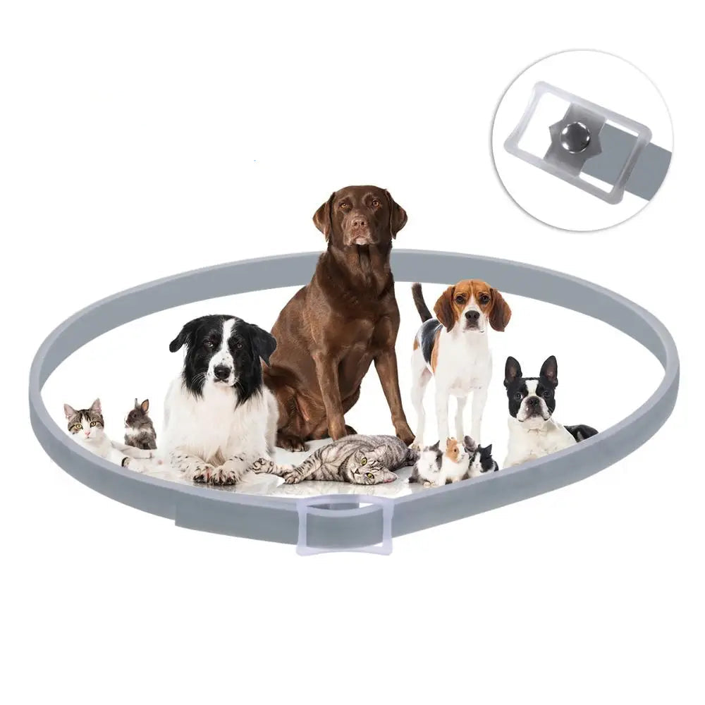 Safe & Effective Pest Control for Pets