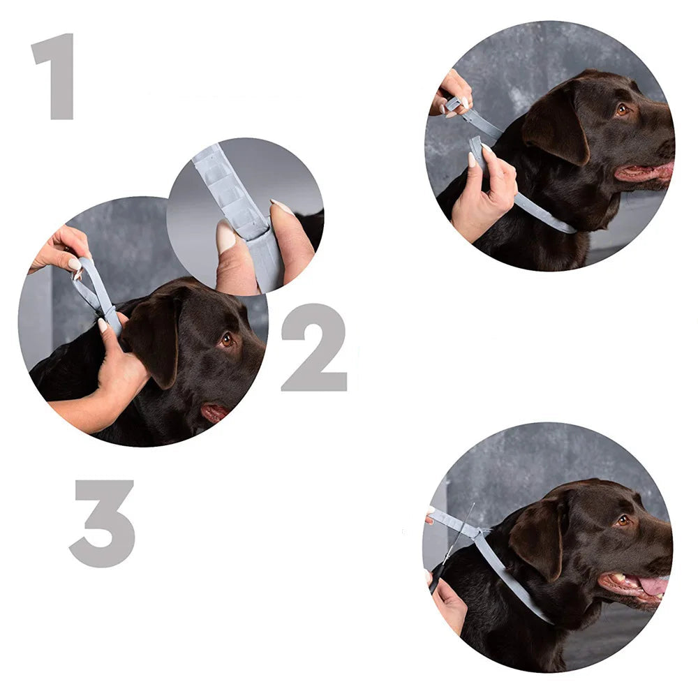 Safe & Effective Pest Control for Pets