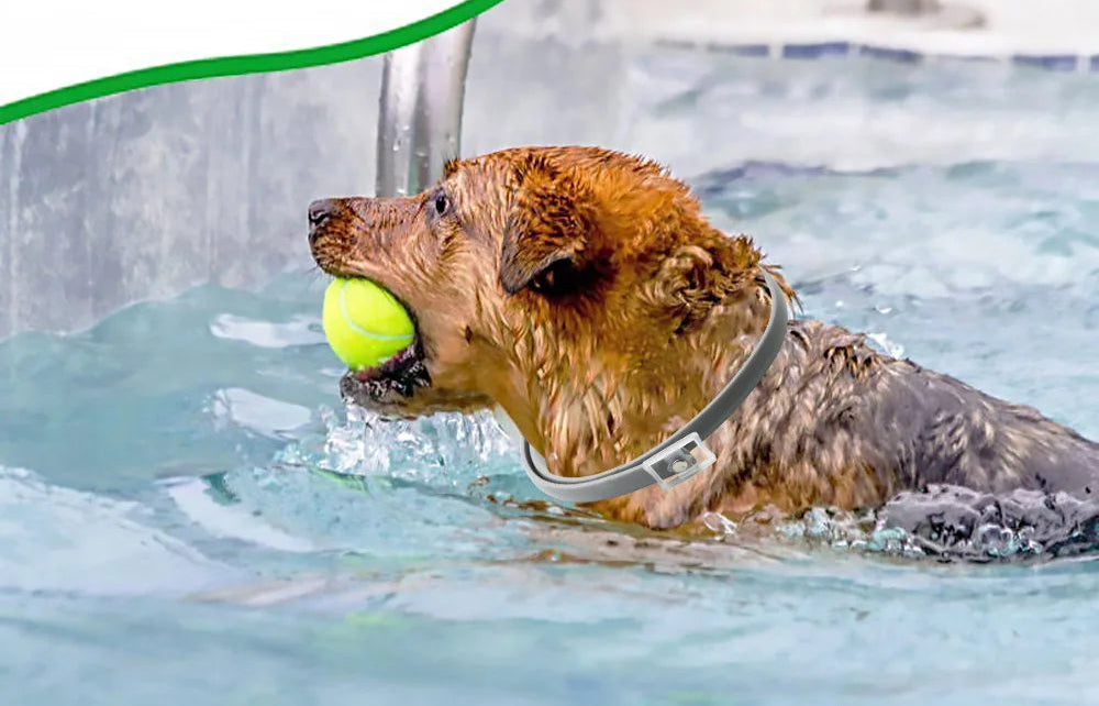 Safe & Effective Pest Control for Pets