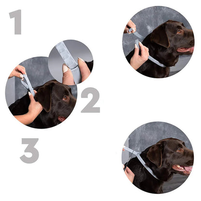 Safe & Effective Pest Control for Pets