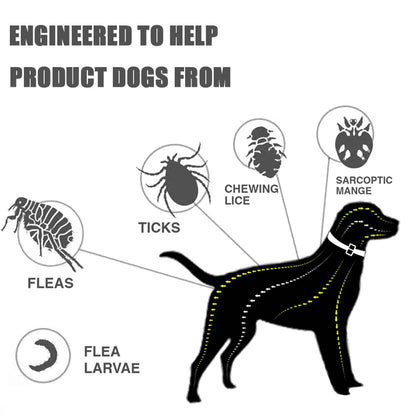 Safe & Effective Pest Control for Pets